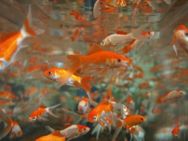 金魚がたくさん