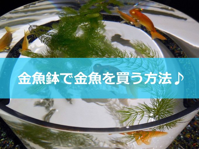 金魚鉢-01