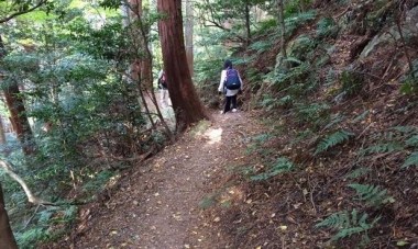 裏口の登山道（平坦）