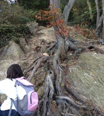 表口の登山道（立派な根っこ）