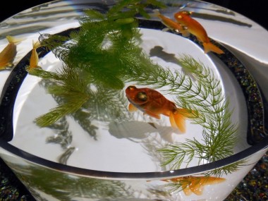 金魚鉢