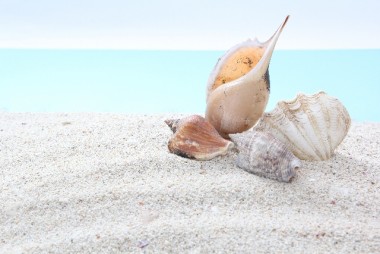 海と貝殻