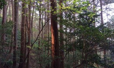 裏口の登山道（薄暗い）