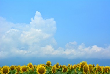 空とひまわり