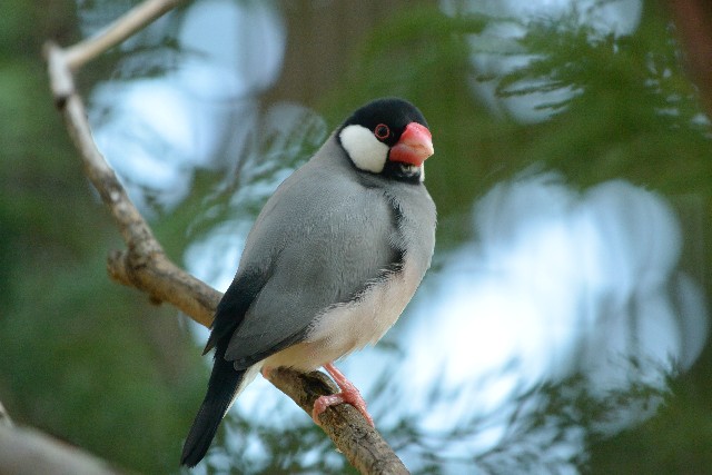 小鳥！飼育が簡単でおすすめなのは？この4種類！