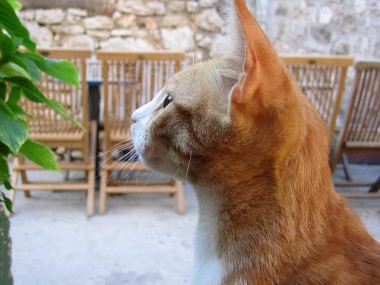 猫の横顔