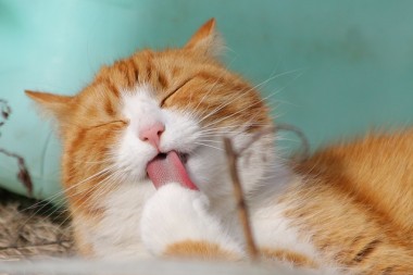 あくびする猫