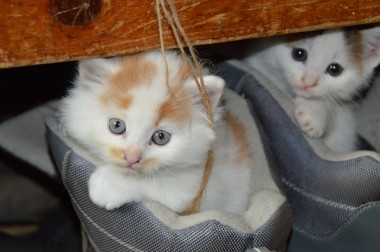 子猫