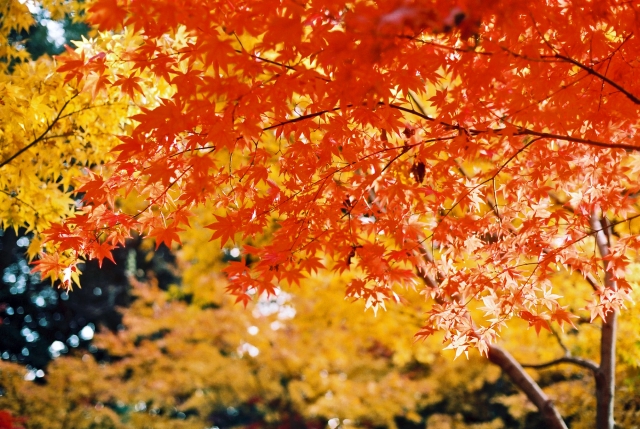 紅葉！滋賀のおすすめ！素敵なライトアップ5選！
