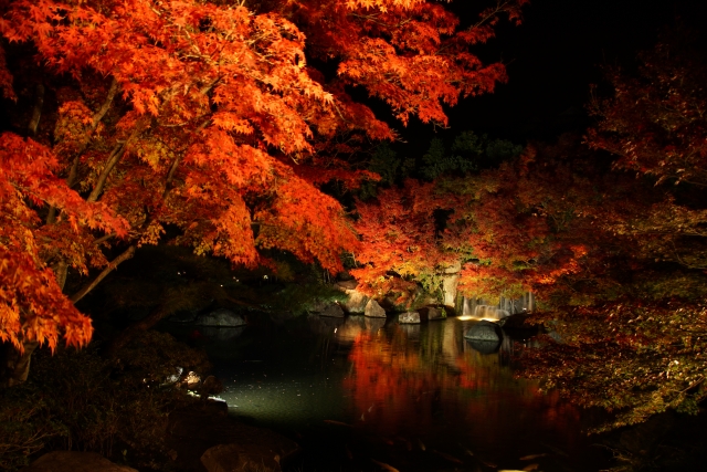 紅葉！京都のライトアップのおすすめは？この8選！