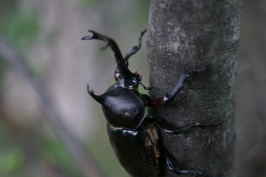 カブトムシ