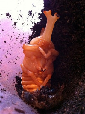 カブトムシのさなぎ
