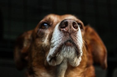 寂しげな犬