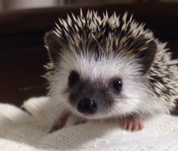 ペットにおすすめの小動物は？可愛さがたまらん、この3種！
