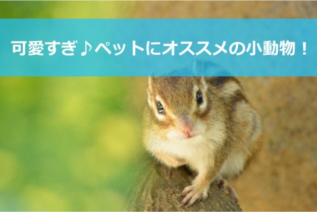 ペットにおすすめの小動物