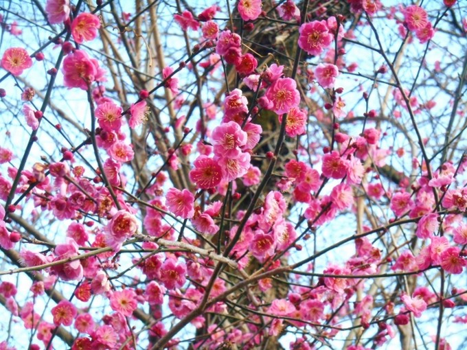 俳句と川柳に和歌と短歌！違いは何？初心者におすすめはどれ？